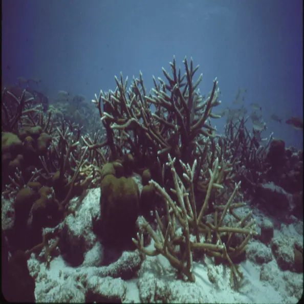 Pemandangan laut dalam.
