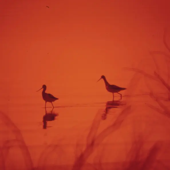 Burung di atas danau.